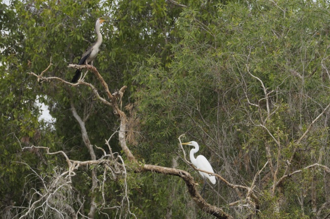 Birds