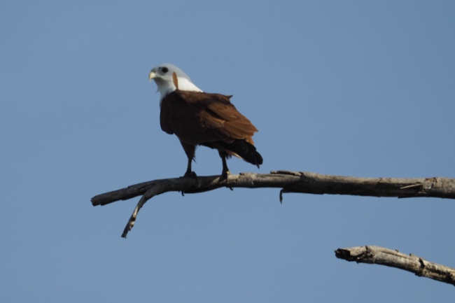 Brahminy Kite