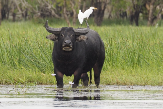 Buffalo