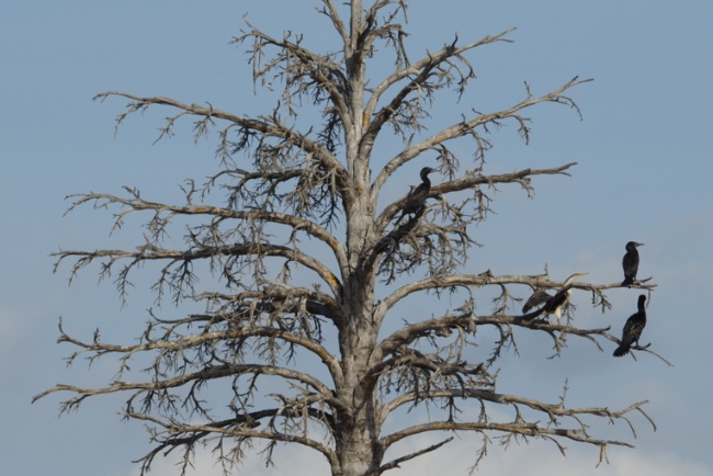 Cormorants