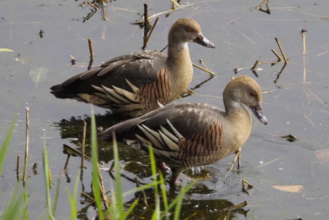 Plumed Whistling Ducks