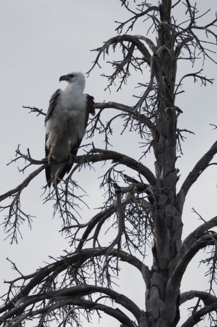 Eagle