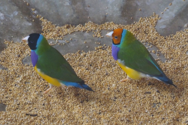 Gouldian Finches