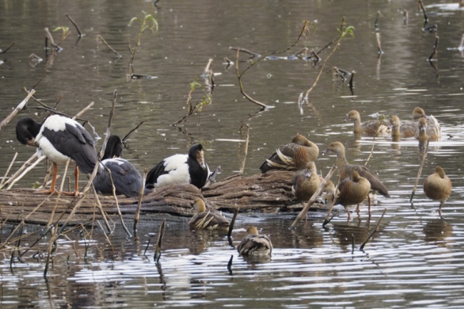 Magpie Geese