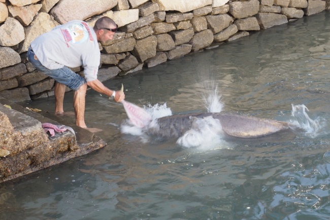 Grouper feeding