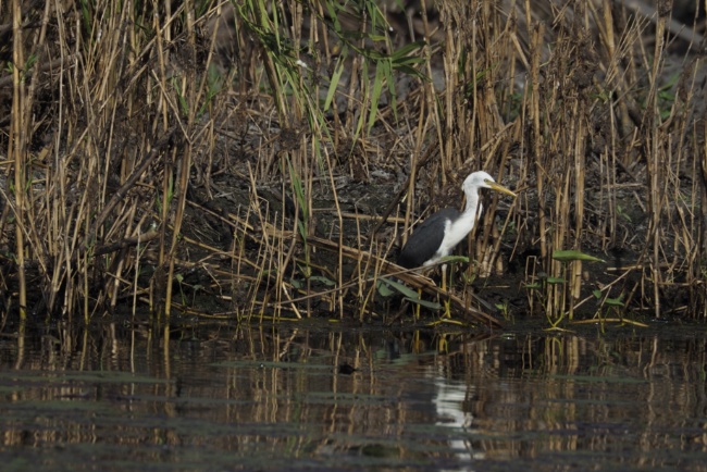 Pied Heron