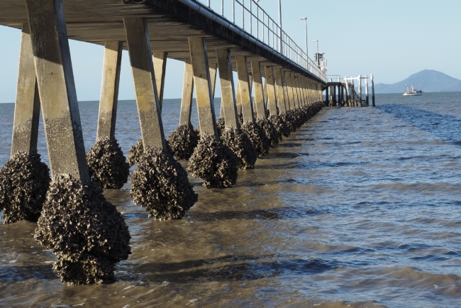 Cardwell jetty