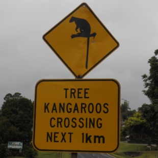 Tree kangaroo sign