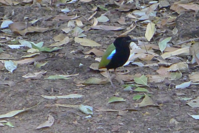 Rainbow Pitta