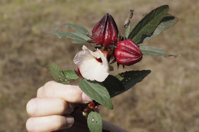 Rosella