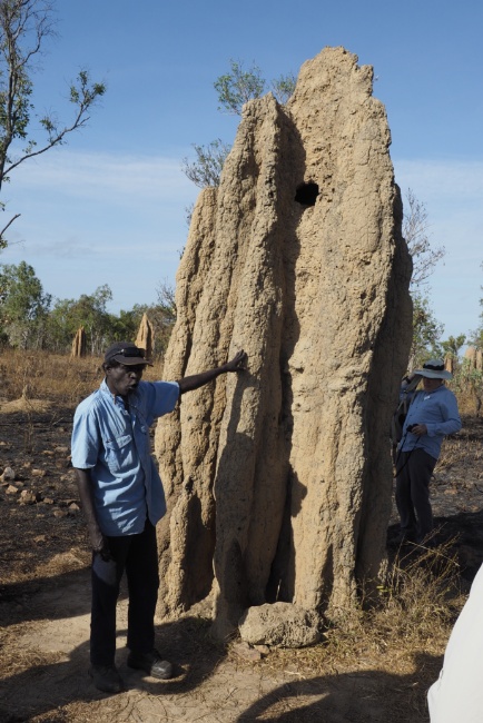 Cathedral termite mound