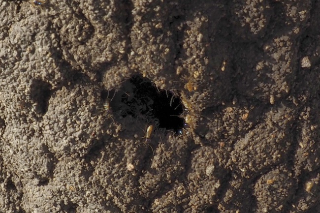 Termites