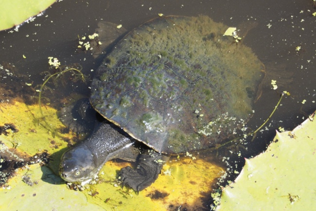 Kreffts Short-necked Turtles